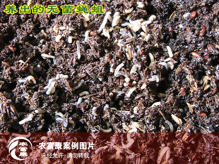 養(yǎng)蠅蛆技術