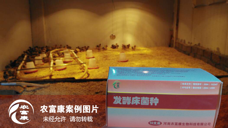 農(nóng)富康發(fā)酵床養(yǎng)育雛雞 農(nóng)富康發(fā)酵床養(yǎng)育雛雞