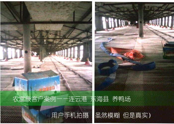 農(nóng)富康東?？h養(yǎng)鴨用戶(hù)使用養(yǎng)殖菌液案例