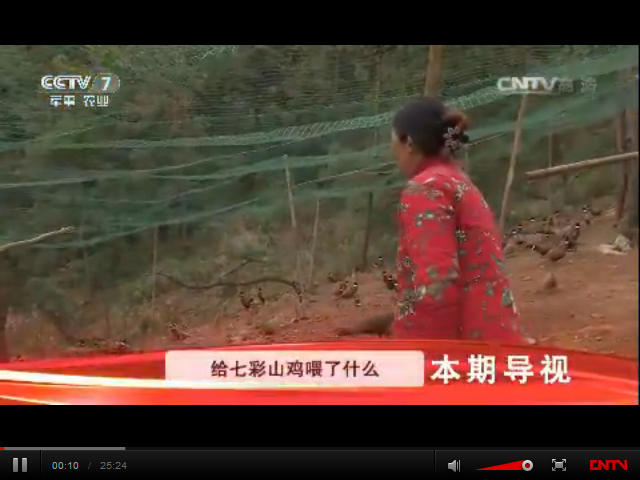 給七彩山雞喂了什么東西，能讓它們的羽毛格外鮮明亮麗？